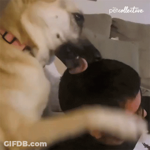 Dog Licking Man's Face While Playing GIF
