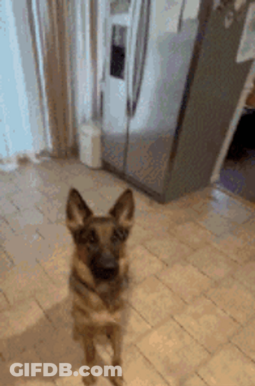 Dog Licking Peanut Butter GIF
