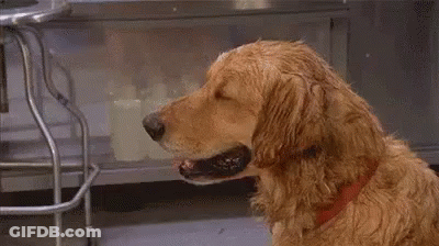 Dog Licking Toilet Paper GIF