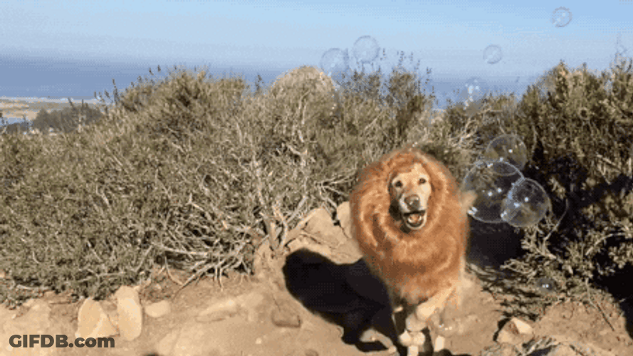 Dog Lion Costume GIF