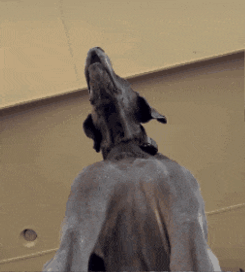Dog Look GIF