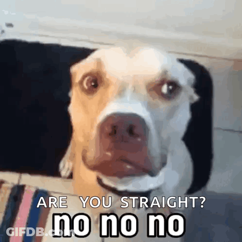 Dog Looking At Camera Are You Straight No No No GIF