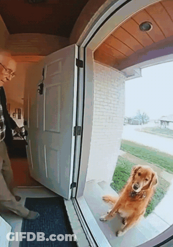 Dog Looking At Camera In Front Of Door GIF
