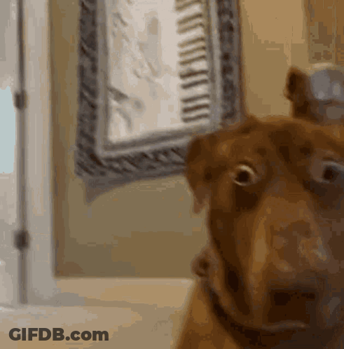 Dog Looking At Camera In Mirror GIF