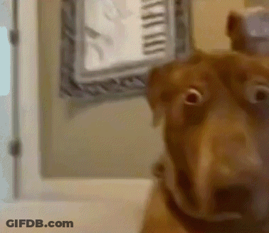Dog Looking At Camera With Clock GIF