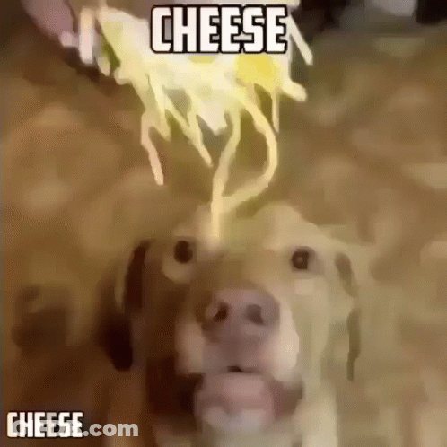 Dog Looking At Cheese Being Poured GIF