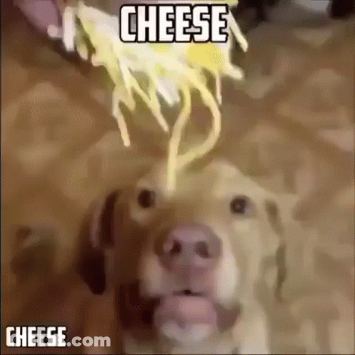 Dog Looking At Cheese Being Poured GIF