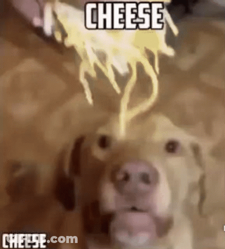 Dog Looking At Cheese Being Thrown GIF
