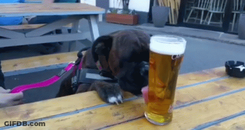 Dog Looking At Glass Of Beer GIF