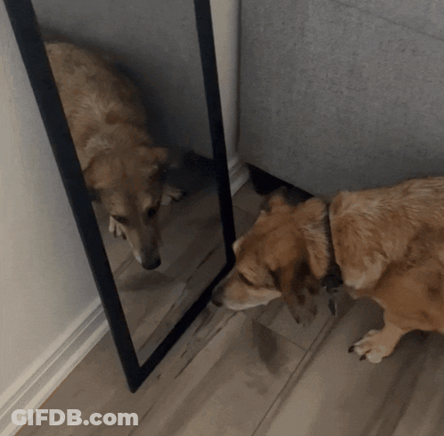 Dog Looking At Itself In Mirror GIF