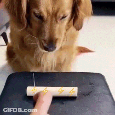 Dog Looking At Lightning Bolt On Paper GIF