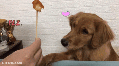 Dog Looking At Person Holding Stick With Paz GIF