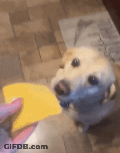 Dog Looking At Person Holding Yellow Object GIF