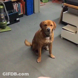 Dog Looking At Person's Hand GIF