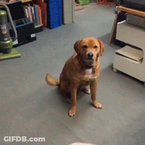Dog Looking At Person's Hand GIF