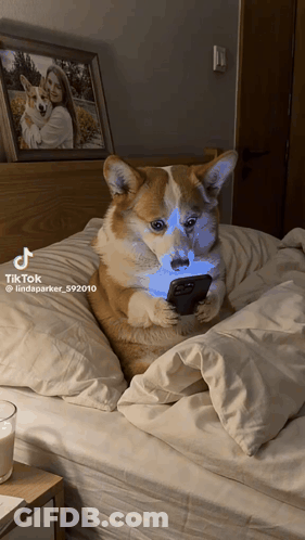 Dog Looking At Phone With TikTok Watermark GIF
