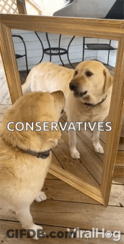 Dog Looking At Reflection Saying Conservatives GIF
