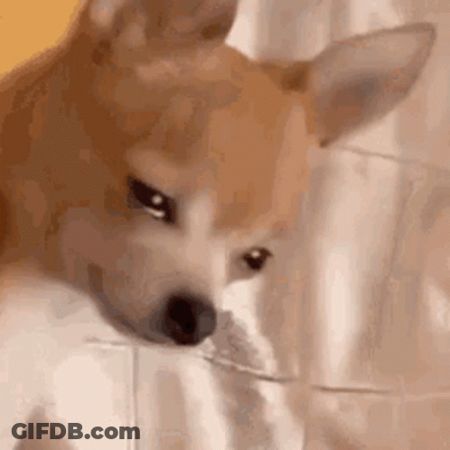 Dog Looking At Something Close Up GIF