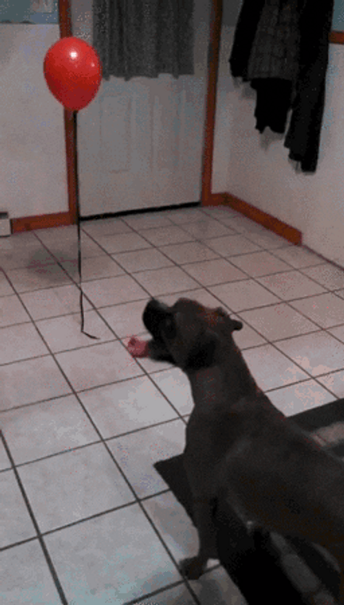 Dog Looking At The Balloon GIF
