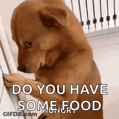Dog Looking In Fridge Asking Do You Have Some Food GIF