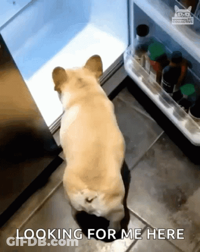 Dog Looking In Open Refrigerator GIF