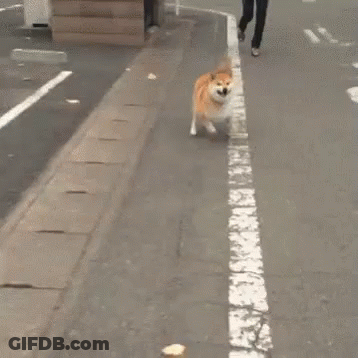 Dog Looking Next To Wall GIF
