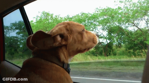 Dog Looking Out Car Window GIF