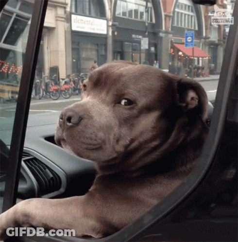 Dog Looking Out Car Window GIF