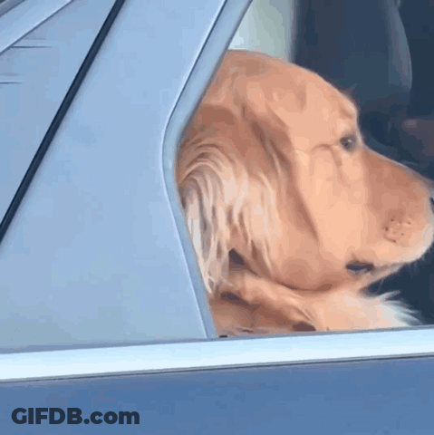 Dog Looking Out Car Window From Back Seat GIF