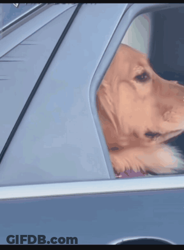 Dog Looking Out Car Window In Driver's Seat GIF