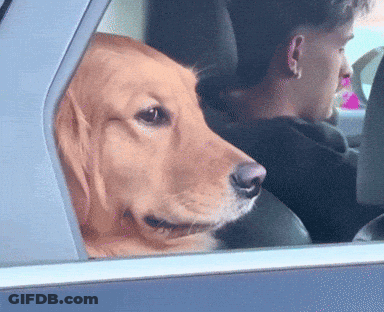Dog Looking Out Car Window With Man Behind GIF