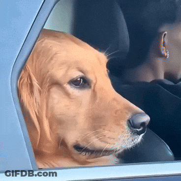 Dog Looking Out Car Window With Man Behind GIF