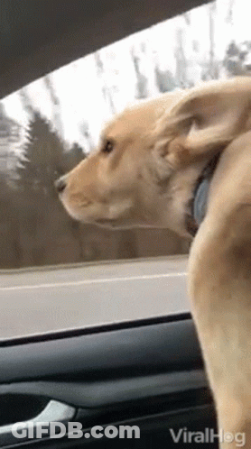 Dog Looking Out Car Window With Viralhog GIF