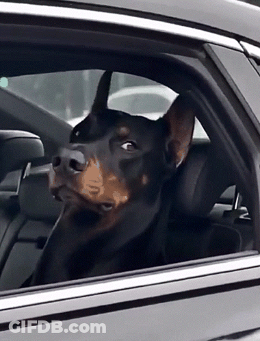Dog Looking Out Of Black Car Window GIF