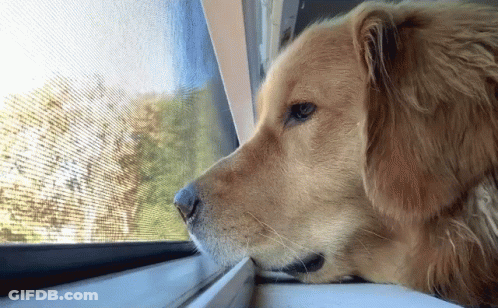 Dog Looking Out Screen Window GIF