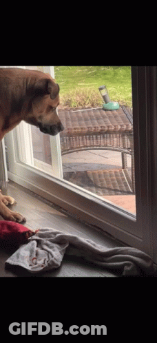 Dog Looking Out Sliding Glass Door At Bird Feeder GIF
