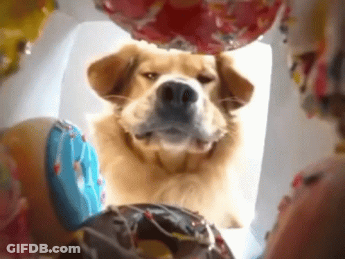 Dog Looking Out Window At Balloons And Donuts GIF