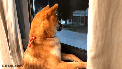 Dog Looking Out Window At Night GIF