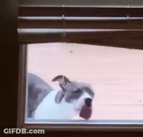 Dog Looking Out Window At Person GIF