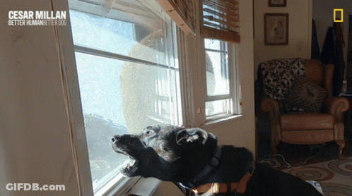 Dog Looking Out Window Cesar Millan Better Human Better Dog GIF