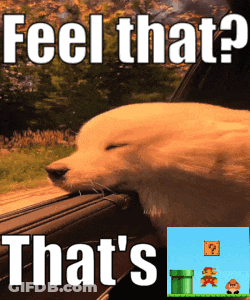 Dog Looking Out Window Saying Feel That GIF