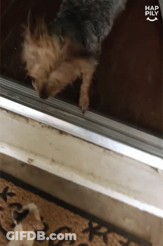Dog Looking Out Window Saying Hap Pily GIF