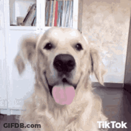 Dog Looking Out Window Saying Where Are The Rabbits GIF