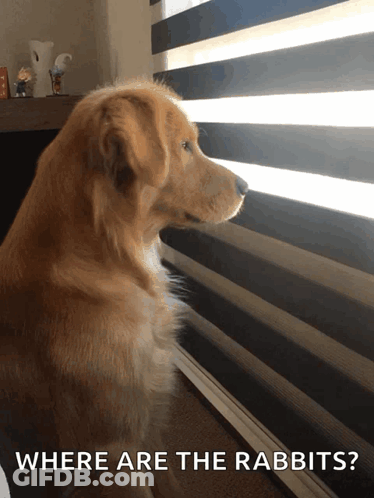 Dog Looking Out Window Saying Where Are The Rabbits GIF