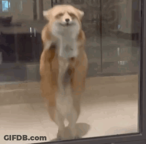 Dog Looking Out Window GIF