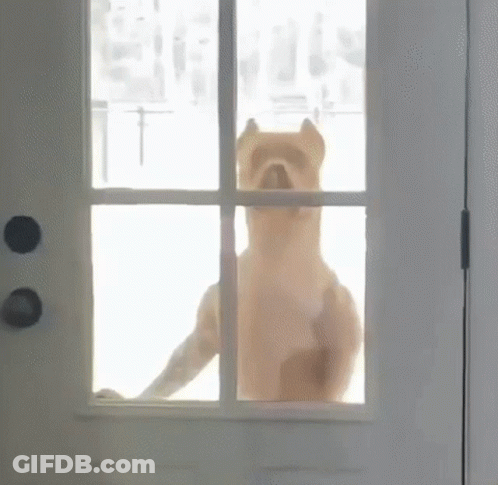 Dog Looking Out Window GIF