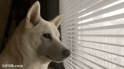 Dog Looking Out Window With Blinds GIF