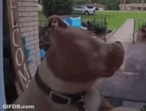 Dog Looking Out Window With Loom Sign GIF