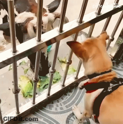 Dog Looking Through Fence Saying Pets GIF