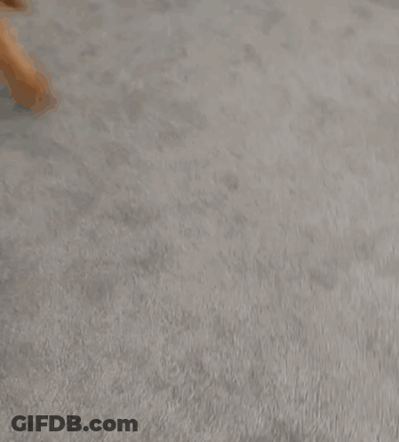 Dog Looking Up At Camera GIF